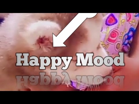 Playing With Dog At Home||🏠