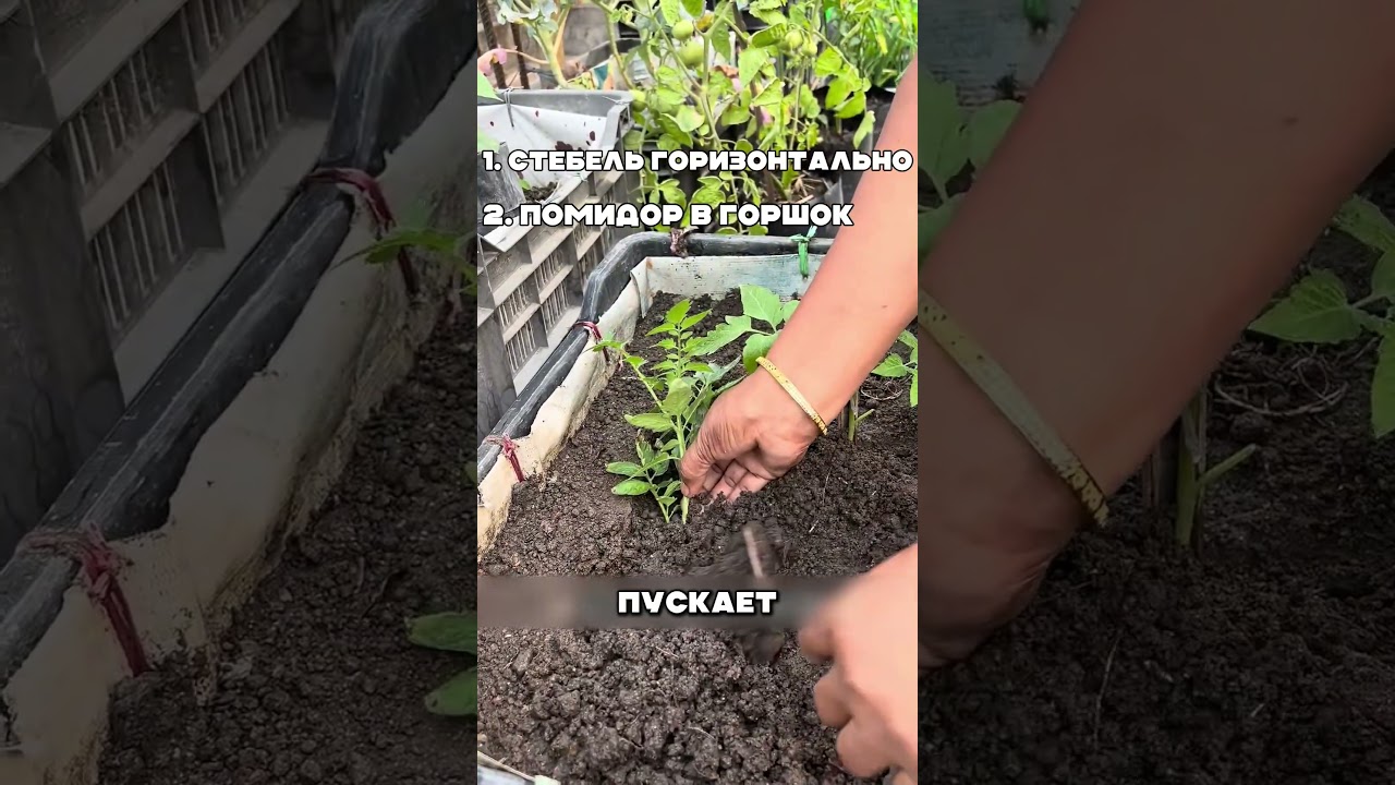 Все сажают томат вертикально. Два секрета которые знают единицы дают урожай в три раза мощнее.