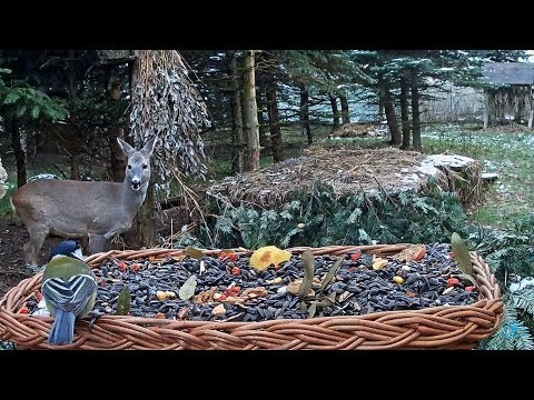 2017/12/02 Makov Bird Feeder~Fresh food for Deer and Birds~