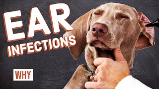 Ear Infections in Dogs