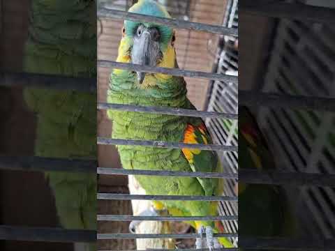 Blue-fronted Amazon female