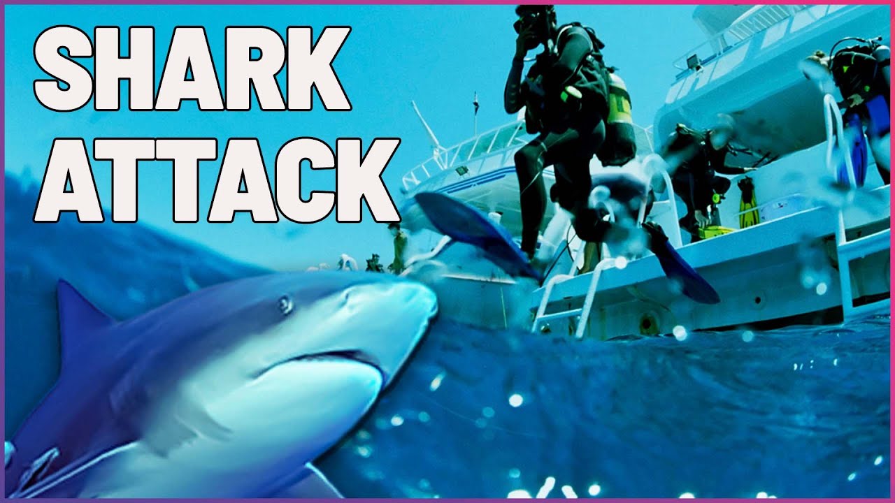 Oh wonder обложка. Группа шарк атак. Wonder wonder shark. Зажим беби краела. Shark group казань.