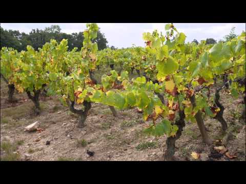 Les Muscadets de Jo Landron