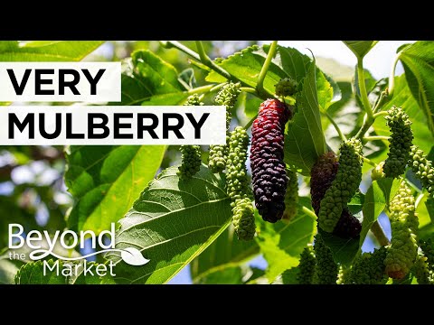 Largest Mulberry U-Pick Farm | Very Mulberry