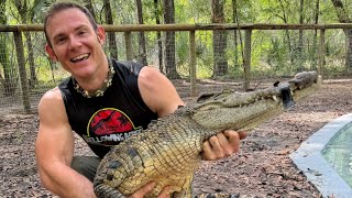 Crocodile catch & move into new home, plus baby turtles!!