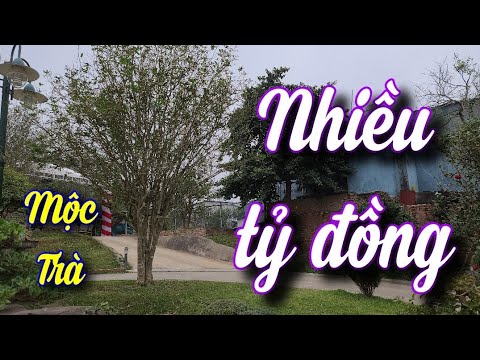 SH.5695. Bất ngờ với nhiều cây Mộc Hương và Hoa Trà khủng nhiều tỷ của anh Dũng trọc.Đt 0913.282.515