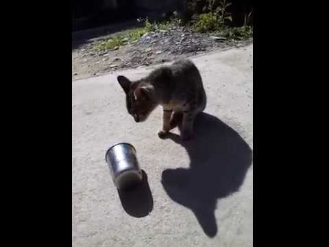 Funny Cats Video || Annoying Cat || SUPER LAUGH | Best FUNNY CAT videos