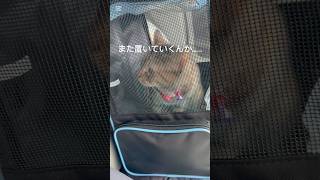 病院に置いていかれると思って落ち込む猫w(ぷち) #cat #猫のいる暮らし #猫 #保護猫