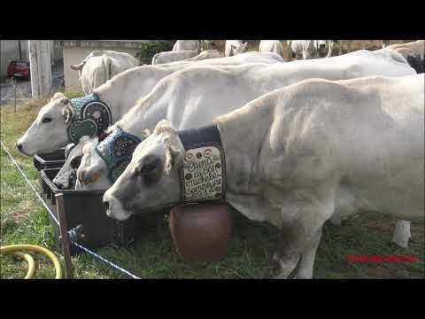 TRANSUMANZA LE MUCCHE SI DISSETANO A SAMPEYRE IN VALLE VARAITA. (CN) DOM. 26 - 9 - 2021.