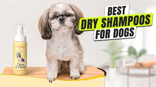 3 BEST Dry Shampoo For Dog