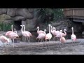 Chilean Flamingos