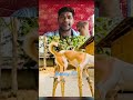 फनी स्टाइलिश डॉग वीडियो के लिए सबटाइटल्स डाउनलोड करें | मजेदार पल