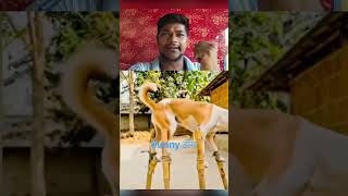 Funny Staylish Dog #automobile #asmr #shorts #games #funny #drawing #highlights #pubg