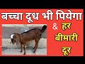 बकरी का बच्चा दूध नहीं पीता है Bakri Ka Bacha Doodh 