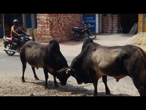 R Joy Maa Kali is live