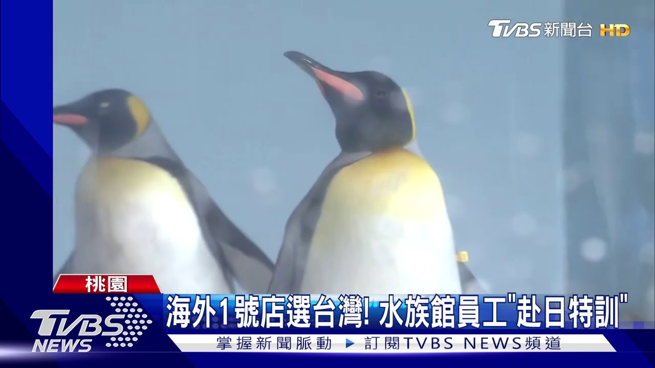 日水族館開箱! 夢幻露天大水槽、企鵝頭頂游