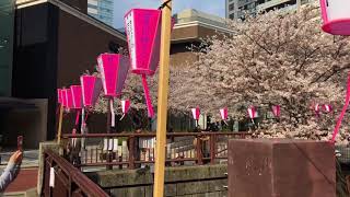 【目黒川 桜】MEGURO SAKURA 2018