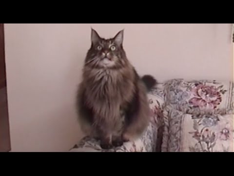 BIG Maine Coon Cat CHIRPS