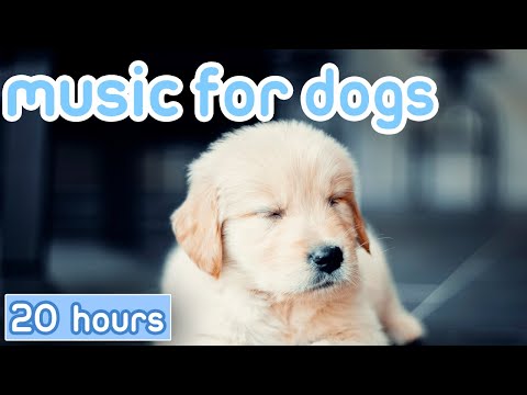 [No Ads] Music for Dogs: 20 Hours of Gentle Calming Songs