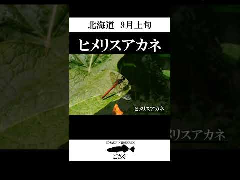 ハコベ 植物