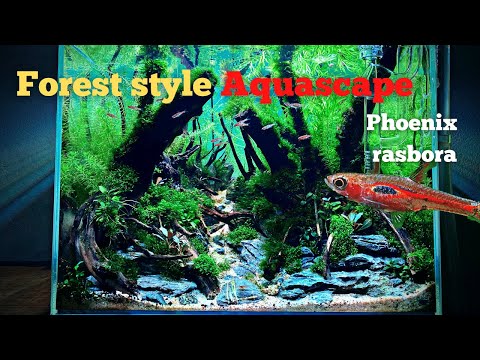 STEP BY STEP JUNGLE STYLE AQUASCAPE FOR PHOENIX RASBORA