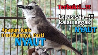 Download lagu Suara panggilan trucukan, pancingan & masteran trucuk agar cepat BUNYI trucukan gacor ropel panjang mp3 Download lagu Suara panggilan trucukan, pancingan & masteran trucuk agar cepat BUNYI trucukan gacor ropel panjang mp3