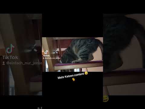 Wenn unsere Katze ihre 5 min hat 8#katze#kater#haus#treppe#spielen#verspielt#Liebling