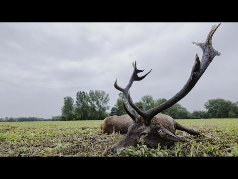 SB-Jagdreisen Rotwildjagd - Ungarn