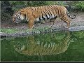 Natural Scenery Animal Of Sundar Bon