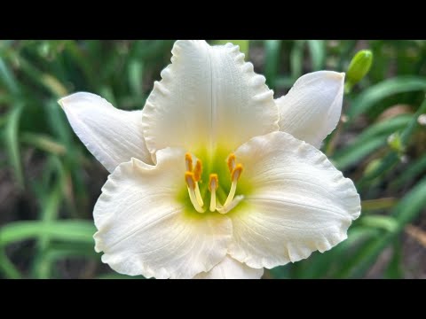 Pooky vlog #3 Duke Gardens ASMR