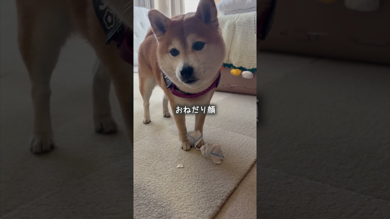 これが柴です #shorts #気まぐれな柴
