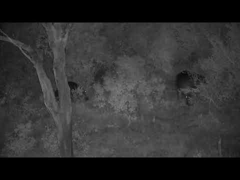 Djuma: Three Hippos out grazing - 01:47 - 06/24/2022