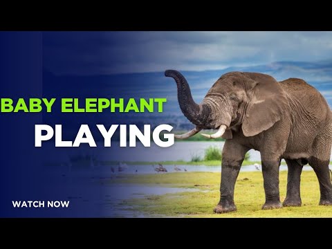 Elephant video |Top 10 Cutest Baby Elephants Playing 🐘 | Funny & Adorable Elephant Moments |
