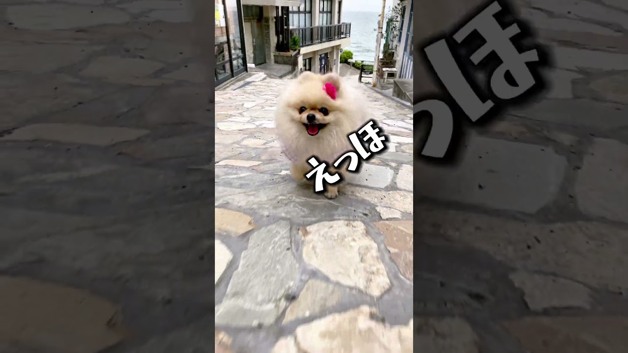 みんなに伝えなきゃ‼️ #funny #cute #pets