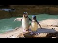 An Afternoon Visit To Sea World Themepark On The Gold Coast 2021