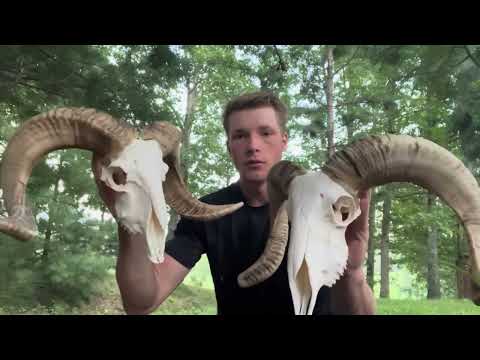 European MOUNTING a RAM SKULL #taxidermy #outdoors #hunting