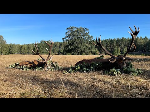 Pirsch im Moor - Zwei kapitale Hirsche auf der Strecke