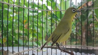 Download lagu Masteran Pleci Lombok Gacor Ngejos Speed Rapat - Kecial Kuning Juara 94 mp3