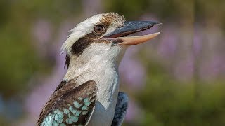 Download lagu Suara Burung KOOKABURRA Gacor Cocok Untuk MASTERAN Burung Malas Bunyi mp3 Download lagu Suara Burung KOOKABURRA Gacor Cocok Untuk MASTERAN Burung Malas Bunyi mp3