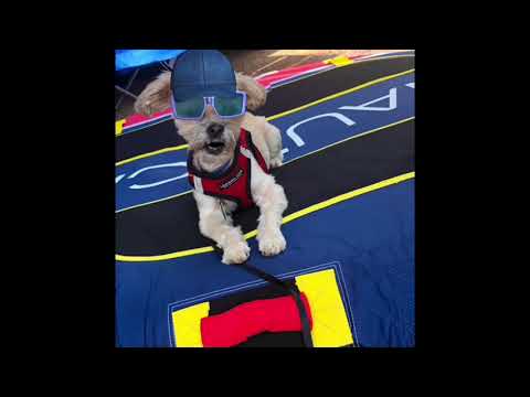 #memorialday S’more Pie from #mamarayrayinthekitchen | #mondaymeal #allergyfriendly #yodathedog