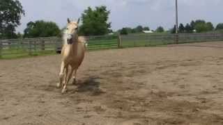 Rosie - TWH For Sale - Groundwork