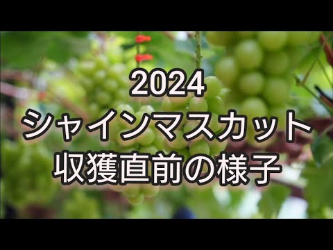 2024 年に最後の霜が降りるのはいつですか