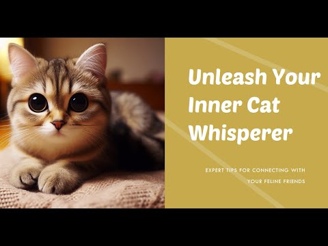 Cat Whisperer's Guide to Purr-fect Companionship