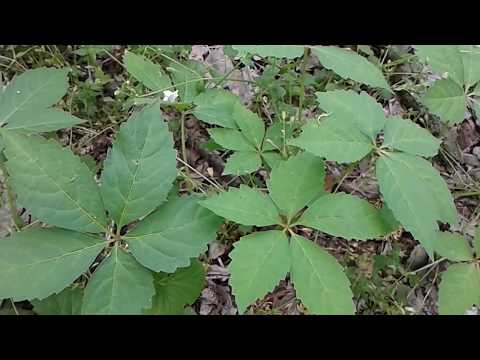 Virginia Creeper (Parthenocissus quinquefolia) Vines Are Usually Your Friends