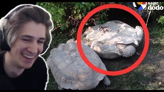 xQc Reacts to Animals Rescue Other Animals In Need | The Dodo Top 5