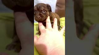Video preview image #1 Staffordshire Bull Terrier-Unknown Mix Puppy For Sale in Holly Springs, NC, USA