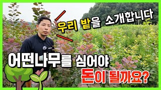 나무 농사가 궁금하다면 이 영상 하나면 충분!???? 나무왕의 4천평 밭 재배 노하우 공개