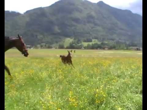 Diarado Stutfohlen, geb. 2012, ***FOR SALE***