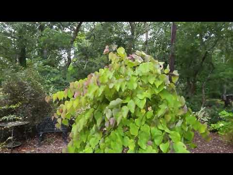 Cape Cod Garden Tour 9/16/23 Tropical Storm Winds!