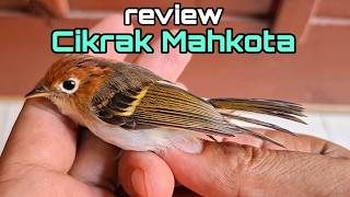 Download lagu REVIEW BURUNG CIKRAK MAHKOTA | PRENJAK MAHKOTA | CIKRAK MAHKOTA GACOR mp3